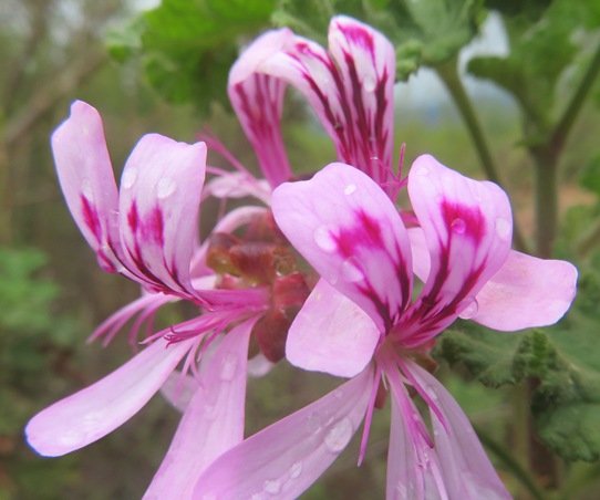 Pelargonium quercifolium anthers gone